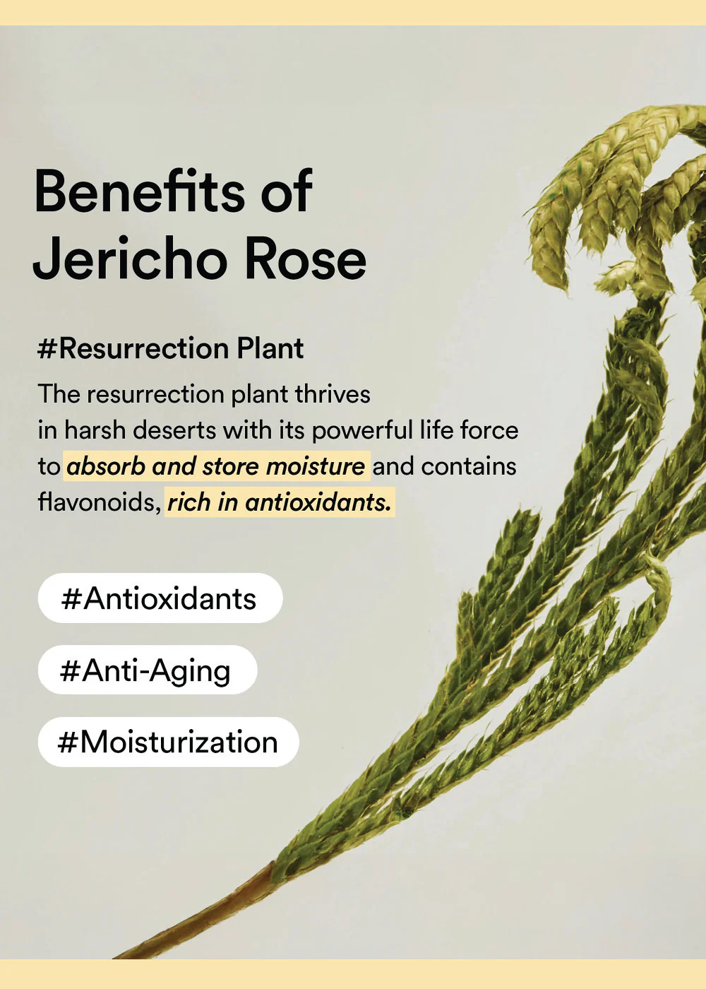 Abib Collagen Eye Creme Jericho Rose 30ml - Image 5