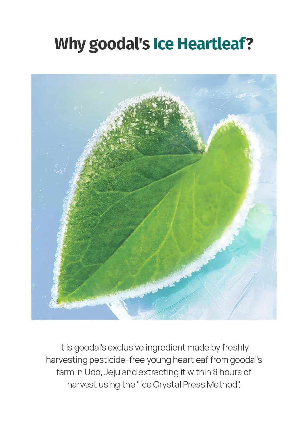 goodal Heartleaf Hyaluron Soothing Toner 350ml - Image 4