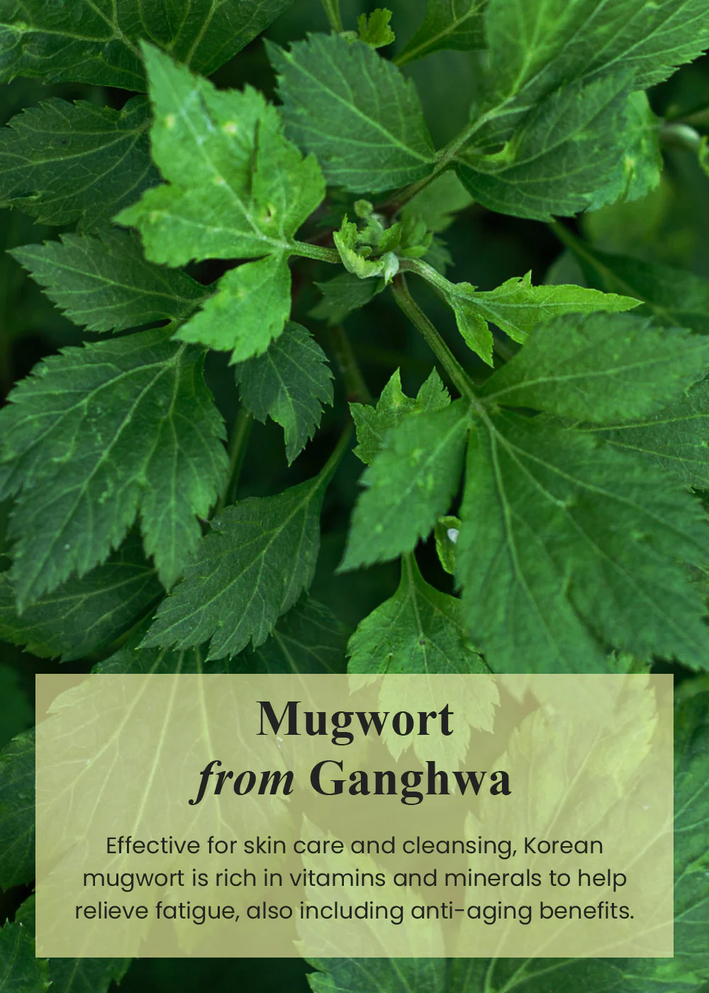 I’m from Mugwort Cream 50g - Image 3