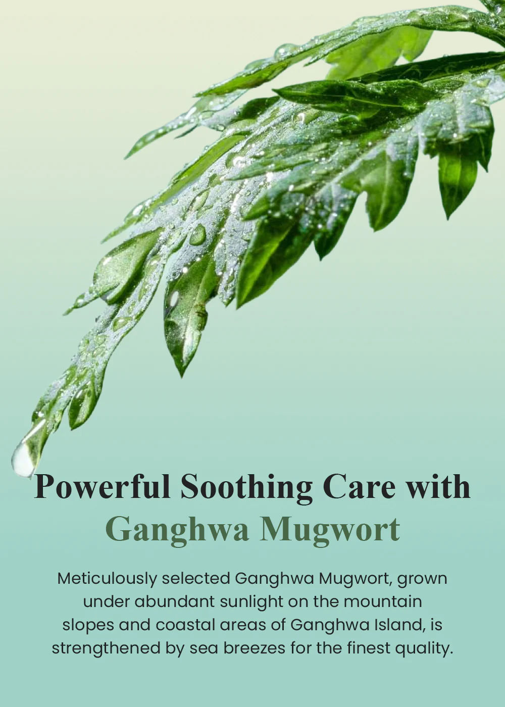 I'm from Mugwort Fluid Cream 50ml - Image 5