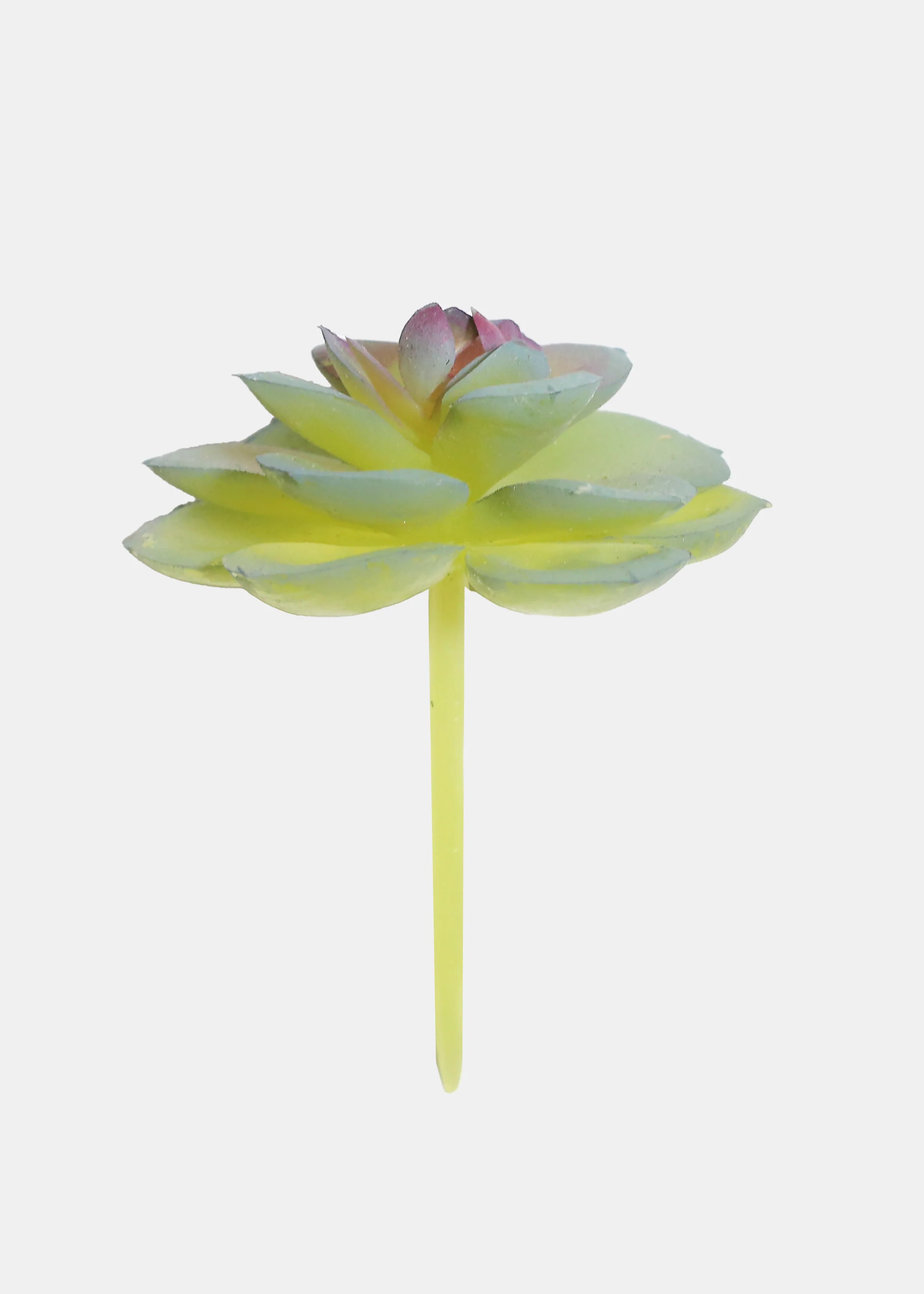 Official Key Items Artificial Succulents - Green Dudleya - Image 2
