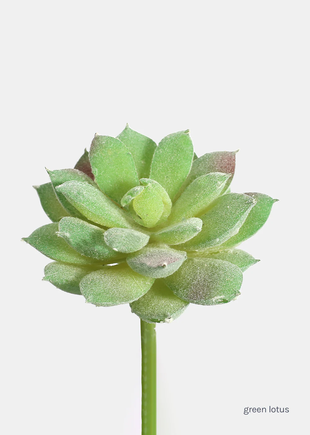 Official Key Items Artificial Succulents - Green Lotus - Image 2